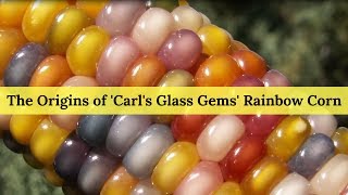 The Origins of Carls Glass Gems Rainbow Corn [upl. by Felisha99]