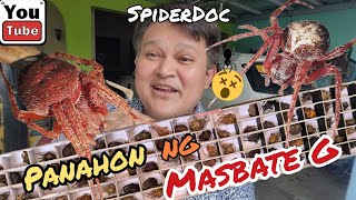 MASBATE Spiders UNBOXING Panahon na naman ng Gagambang MASBATE PINKY vs TIGRE Spider Fight [upl. by Iaht80]