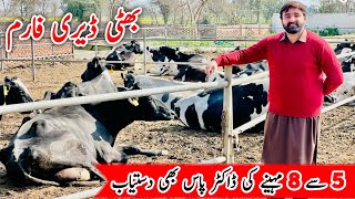 Bhatti Dairy Farm  imported Cows And Duch Breed  Australian Jersey cows  2 February 2024 [upl. by Elletnahs683]