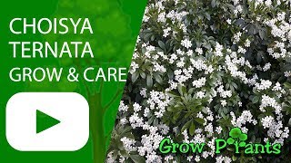 Choisya ternata  grow amp care [upl. by Aivan]