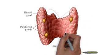 endocrine primary secondary tertiary hormone diseases [upl. by Laetitia]