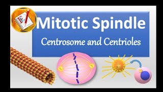 Spindle Centrosome centrioles chromosomal segregation [upl. by Erelia642]