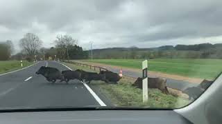 Des sangliers sur la route à Kehlen [upl. by Shelia]