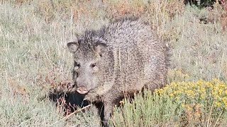 JAVELINA NORTHERN ARIZONA arizona wildlife hunting nature javelina [upl. by Nations]