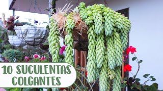 10 SUCULENTAS COLGANTES QUE DEBES TENER EN TU JARDÍN│Candy Bu [upl. by Ylro]