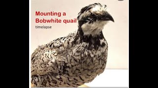 bobwhite quail mount taxidermy timelapse [upl. by Haelhsa]