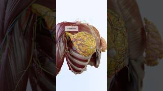 The intricate anatomy of the female breast in 3D [upl. by Aniaz]