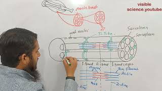 How to draw skeletal muscle fiber  ultra structure of skeletal muscle fiber  biology diagrams [upl. by Tai]