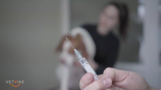 Joint injections for arthritis in dogs  which one and how often [upl. by Ahseyd]