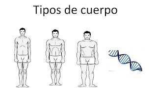 Descubre tu genética  tipos de cuerpo [upl. by Anhavas]