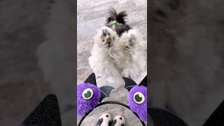 Shih Tzu Wants To Be Batgirl For Halloween [upl. by Torruella765]