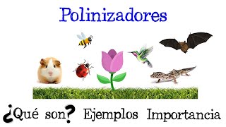 🌷 ¿Qué son los Polinizadores 🐝 Ejemplos e importancia Fácil y Rápido  BIOLOGÍA [upl. by Gabbey704]