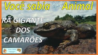 Você sabia Rã gigante dos Camarões  Goliath frog rãgigante rã frog goliathfrog anuros [upl. by Neumeyer]