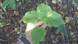 wildcrafting video Wild Yam digging Dioscorea villosa [upl. by Noicpecnoc203]