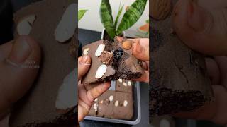 ராகி ப்ரௌனி🍪🍪🍰🎂😋👌 Ragi Brownie recipe 😋👌shorts ragi brownie [upl. by Keg870]