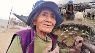 Esta Mujer de 78 años Vive sola con sus ovejitas en medio del campo  Tía Anselma [upl. by Tizes20]