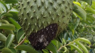 Que productos usar para el control de hongos en Guanabana primera aplicación [upl. by Nallak]