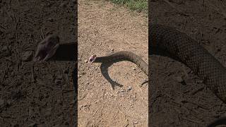 BIG COTTON MOUTH STRIKES sammoore138 snake [upl. by Dyanna]