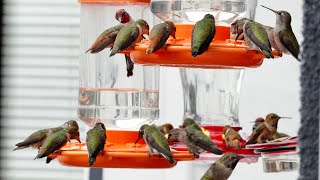 Hummingbird Feeders with Relaxing Background Music [upl. by Bonnell200]