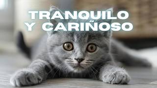 🐱 CACHORROS de BRITISH shorthair 🐈 Descubre Su ENCANTO [upl. by Enasus]