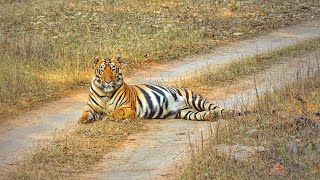 ROAD BLOCKTiger Grooming SessionTadoba Andhari National Park [upl. by Zima929]