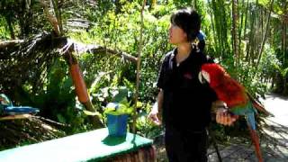 Parrot Show at Sentosas Butterfly Park Part 2 [upl. by Isla]