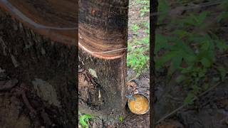 Rubber Tapping Process🌴 rubberfarming satisfying rubberwood rubber woodworkrubbertapping wood [upl. by Marabelle]