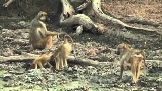 Waterhole in Lengwe National Park Malawi [upl. by Raynard]