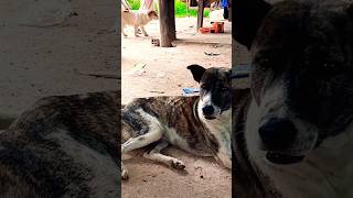 Dogs Videos 😘 [upl. by Garrik]