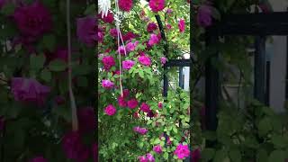 Zephirine Drouhin Climbing Rose [upl. by Bourque]