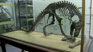 Inside the Collections Paleontology and the Big Bone Room [upl. by Ardy993]