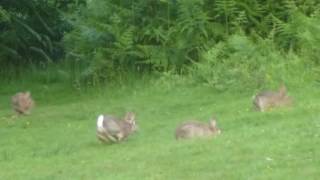 Wild rabbits playing in the dusk [upl. by Elata]