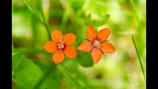 Lysimachia arvensis  Pimpinela Escarlata  Anagallis arvensis  Plantas silvestres [upl. by Moyer]