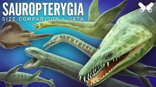 PLESIOSAURS and other relative Marine Reptiles size comparison and data [upl. by Thema]