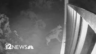 Surveillance video captures moments before coyotes attack dog in Ahwatukee [upl. by Mert]