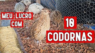 MEU LUCRO COM 10 CODORNAS CODORNA DA LUCRO [upl. by Selassie80]