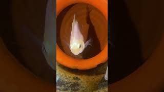 Itne Chote Polar Parrot ke Bacche ko Alag Karna Kyu Pada shortsvideo polarparrotfish polarparrot [upl. by Genevra]