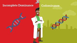 Genetics Basics Difference between Codominance and Incomplete Dominance [upl. by Felise]