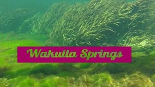 Wakulla Springs State Park  Underwater Camera View of the Swimming Area [upl. by Bremser]