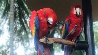 Sea Aquarium in Miami Florida USA Sea World Lovers [upl. by Nayek]