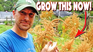 How To Grow Amaranth From Seed To Harvest You MUST Grow This [upl. by Curran101]