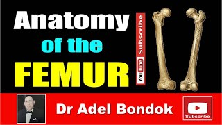 Anatomy of the Femur Osteology Dr Adel Bondok Making Anatomy Simple [upl. by Sidwel859]