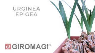 Urginea epigea [upl. by Canning]