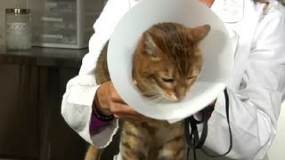 Feline Neutering amp PostSurgery Instructions  Cat Health Care amp Behavior [upl. by Cj97]