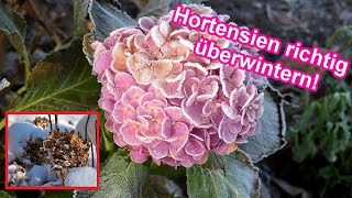 Hortensien überwintern im Garten Hortensie im Winter im freien Beet amp Topf schützen – Überwinterung [upl. by Asirap]