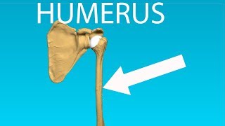 Humerus Anatomy  Bones 2 [upl. by Nomrah]