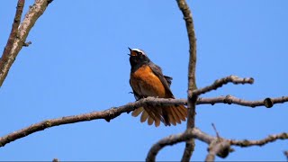 Common Redstart Singing [upl. by Sonaj]