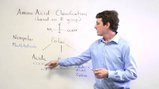 Amino Acids Polar vs NonPolar Acidic Basic and Neutral [upl. by Lonyer624]