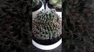 Cristata cactusgarden cactusandsucculents cactus [upl. by Yve]