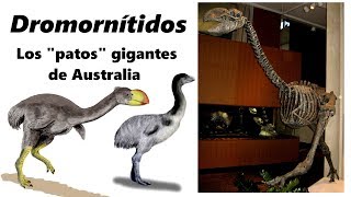 Dromornítidos Conoce a los quotpatosquot gigantes de Australia [upl. by Mcnelly490]